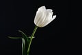 Single white tulip on a black background. horizontal. space for Royalty Free Stock Photo