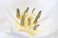 Single white tulip flower head closeup Royalty Free Stock Photo