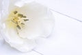 Single white tulip flower head closeup Royalty Free Stock Photo