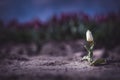 Single white tulip in front of a red tulip field - concept of standing out Royalty Free Stock Photo