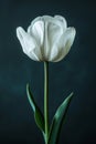 single white tulip with green leaves stands out against a dark background, exuding a sense of elegance and beauty Royalty Free Stock Photo