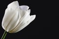 single white tulip head on a black background close-up. horizontal. space for text Royalty Free Stock Photo