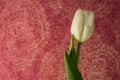 Single white tulip on a pink paisley background