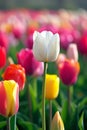 Single white tulip standing out in a colorful tulip field