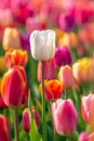 Single white tulip standing out in a colorful tulip field