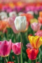 Single white tulip standing out in a colorful tulip field