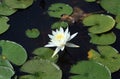 Single white water Lotus lily flowers Royalty Free Stock Photo