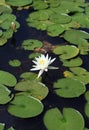 Single white water Lotus lily flowers Royalty Free Stock Photo