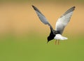 Single White-winged Black Tern bird in flight