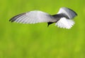 Single White-winged Black Tern bird in flight