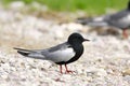 Single White-winged Black Tern bird on grassy wetlands during a spring nesting period