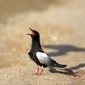 Single White-winged Black Tern bird on a ground during a spring