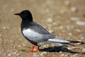 Single White-winged Black Tern bird on a ground during a spring nesting period