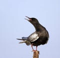 Single White-winged Black Tern bird on wooden stick during a spring nesting period