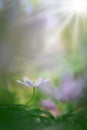 Single white wood anemone in pristine dreamy spring forest