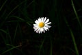 Single white and yellow daisy on black background. soft grass blades surounding Royalty Free Stock Photo