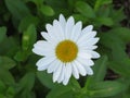 White and Yellow Daisy Flower