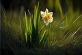 a single white and yellow flower in the grass with green grass around it and a black background with a yellow center