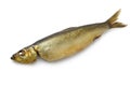 Single whole Buckling, hot smoked herring Royalty Free Stock Photo