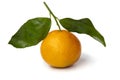 Single whole fresh mandarin close up Royalty Free Stock Photo