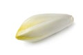 Single whole fresh raw Belgian endive Royalty Free Stock Photo