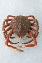 Single whole fresh raw spider crab on ice Royalty Free Stock Photo