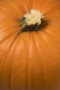 Single orange  pumpkin Royalty Free Stock Photo