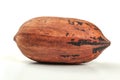 Single whole pecan Carya illinoinensis nut in shell, isolated Royalty Free Stock Photo