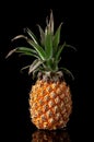 Single whole pineapple with reflection standing isolated on black Royalty Free Stock Photo