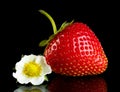 Single whole strawberry with flower on black