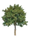 Single wide leaf tree isolated