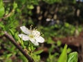 Single, wide open blossom on a plum tree