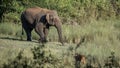 Single wild asian elephant walking in the Wayand Forest, India Royalty Free Stock Photo
