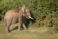 Single wild asian elephant walking in the Wayand Forest, India Royalty Free Stock Photo
