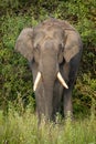 Single wild asian elephant walking in the Wayand Forest, India Royalty Free Stock Photo