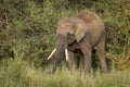 Single wild asian elephant walking in the Wayand Forest, India Royalty Free Stock Photo