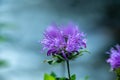 Single Wild Bergamot Blossom Blooming in Summer in Rocky Royalty Free Stock Photo