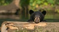 Single wild black bear behind the log Royalty Free Stock Photo