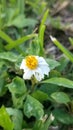 A single wild daisy with petals facing downward