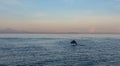 View of a group of wild dolphins swimming in Lovina beach, Bali Royalty Free Stock Photo