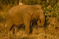 Wild elephants diet Royalty Free Stock Photo