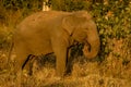 Single wild elephant Royalty Free Stock Photo