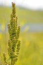 Single wild flower on meadow