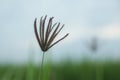 Single wild grass flower on blue sky background. Nature in simplicity concept. Copy space. Royalty Free Stock Photo