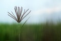 Single wild grass flower on blue sky background. Nature in simplicity concept. Copy space. Royalty Free Stock Photo