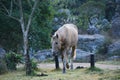 Single wild horse walking to words me. Royalty Free Stock Photo