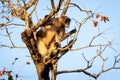 Single wild langur monkey in tree