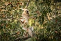 Single wild langur monkey in tree