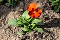 Single Wild pansy or Viola tricolor small wild flower with orange to red petals surrounded with dark green leaves and dry soil