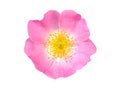 Wild pink rose flower isolated on white, Rosa canina